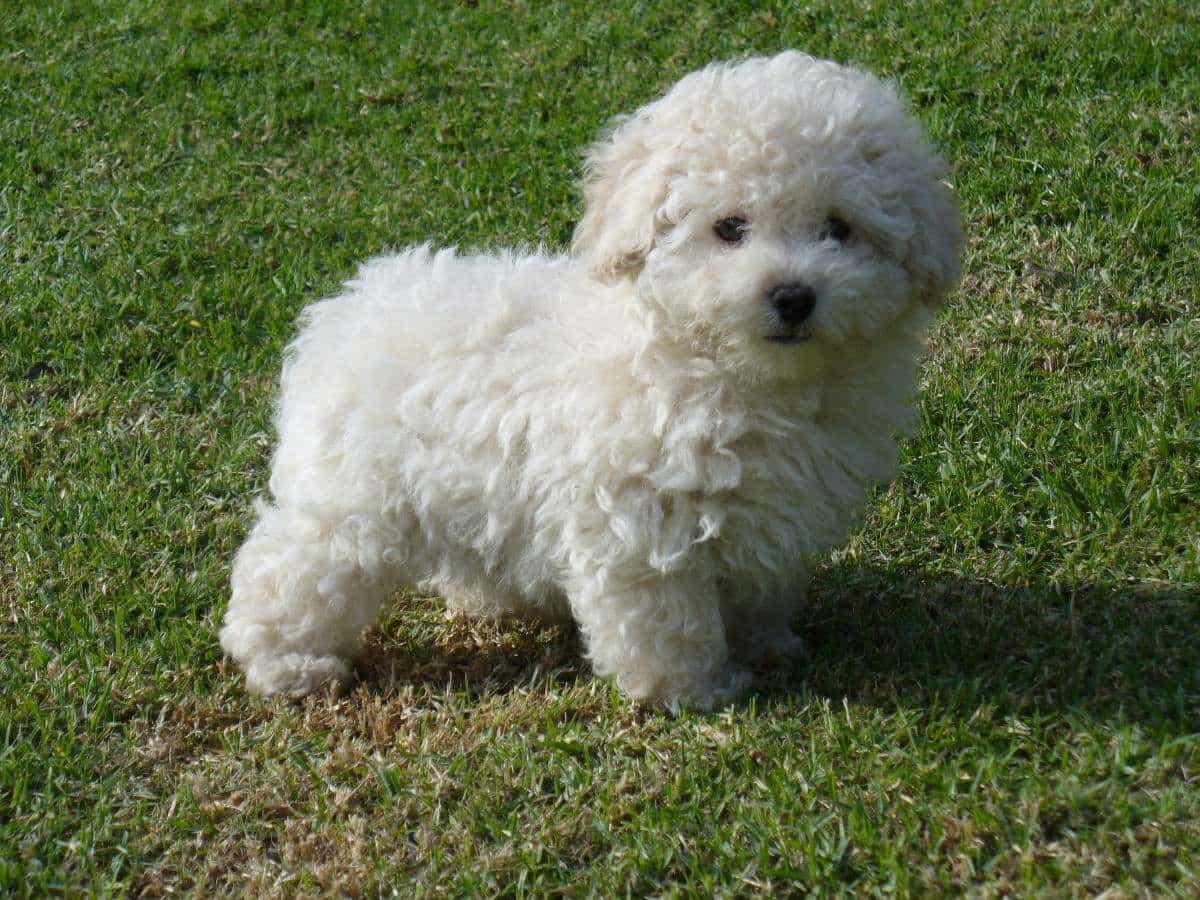 Bạn có thể đến các chợ chó để mua bán chó Poodle