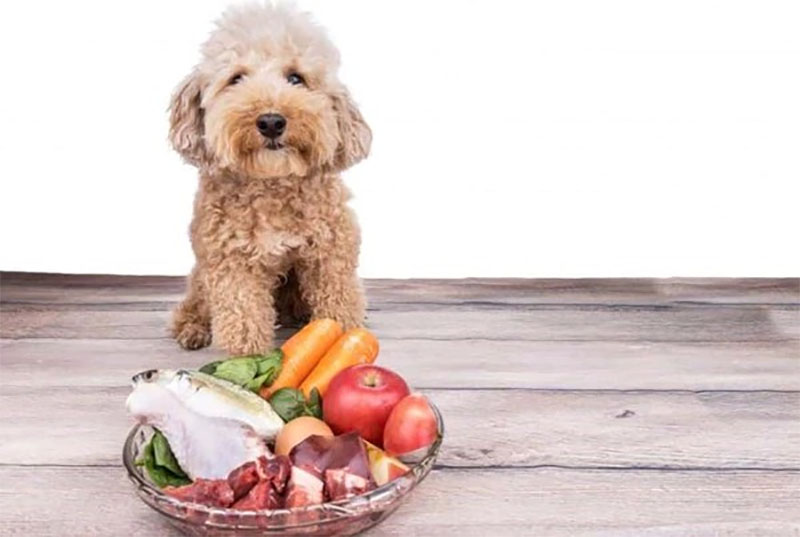 cho-cho-poodle-an-gi-de-beo