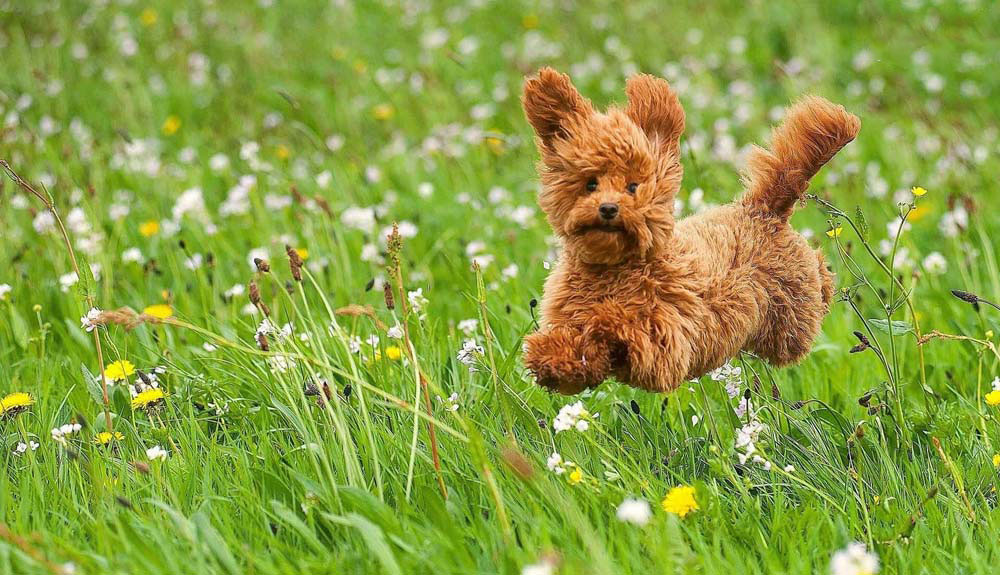 cho-cho-poodle-an-gi-de-beo