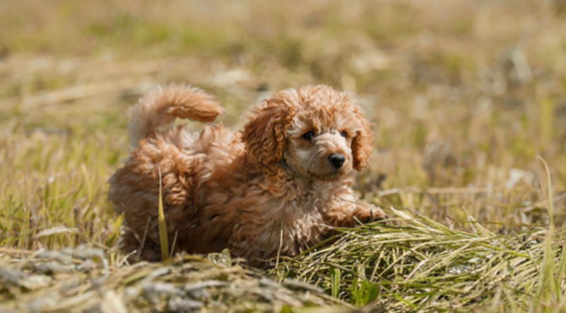 cho-cho-poodle-an-gi-de-beo