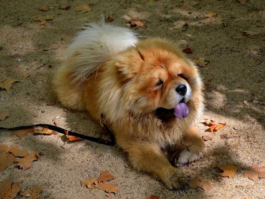 cho chowchow