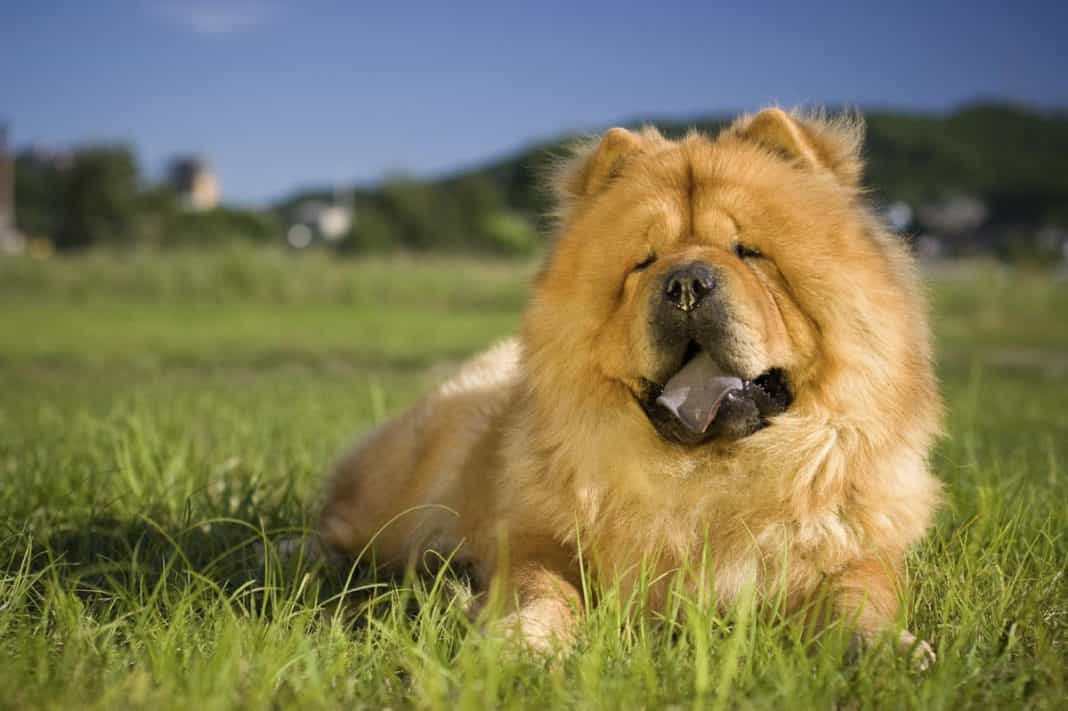 giá chó chow chow mini
