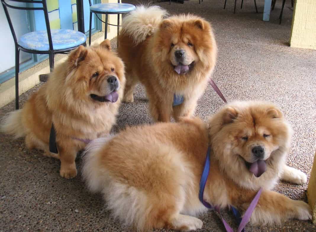 chó chow chow mini tphcm