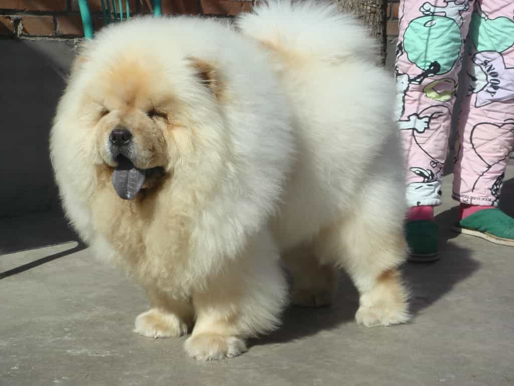 chó chow chow giá