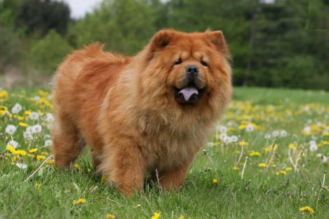 chow dog