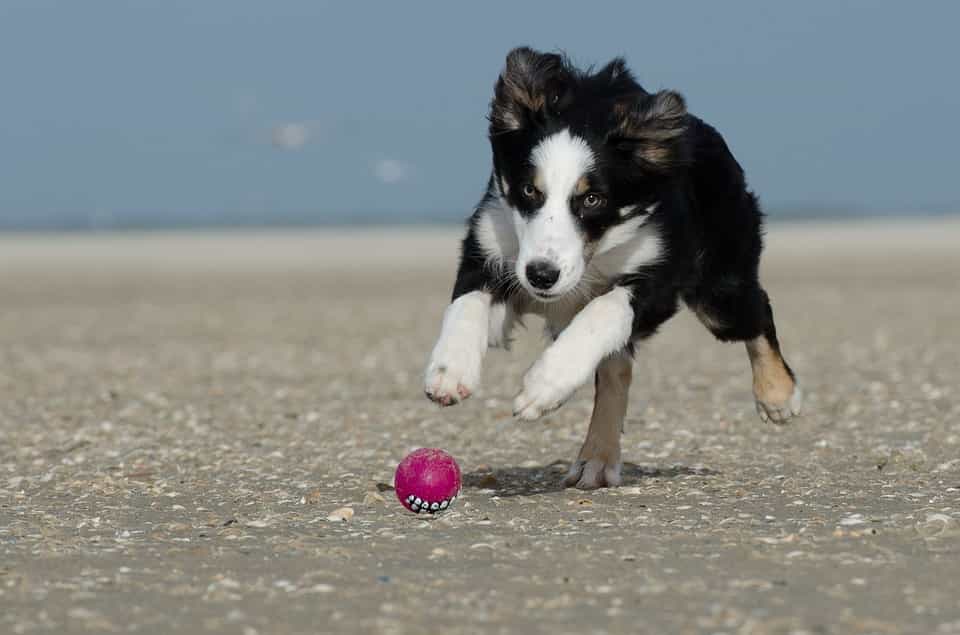 Border Collie rất thích chơi đùa với những đồ vật