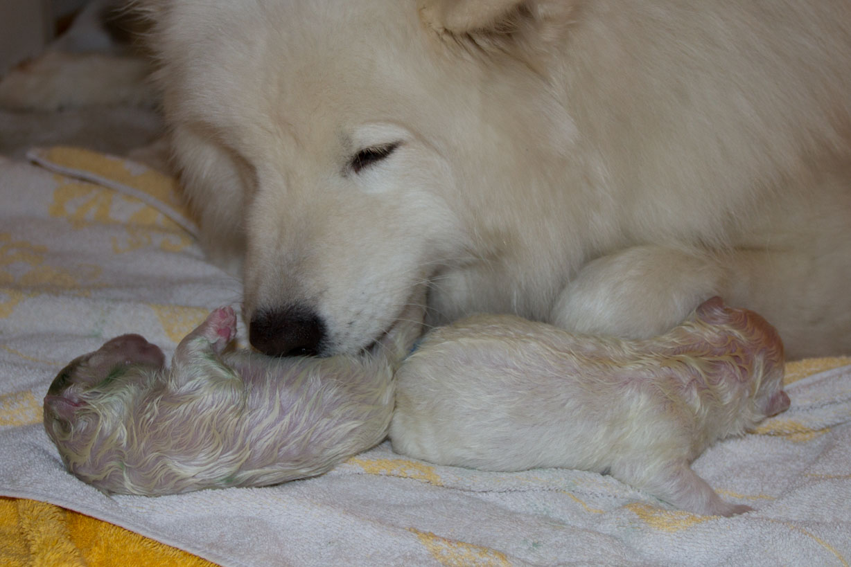 2 bé samoyed sơ sinh