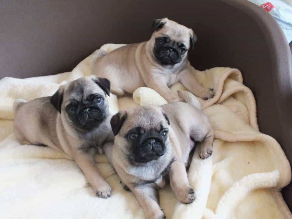 Rắc rối khi cho đi vệ sinh bừa bãi