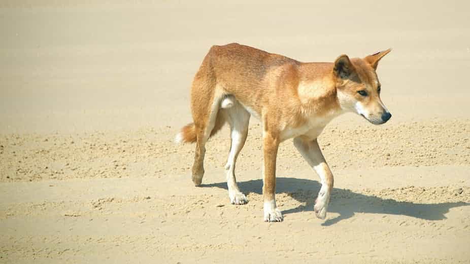 Chó Dingo
