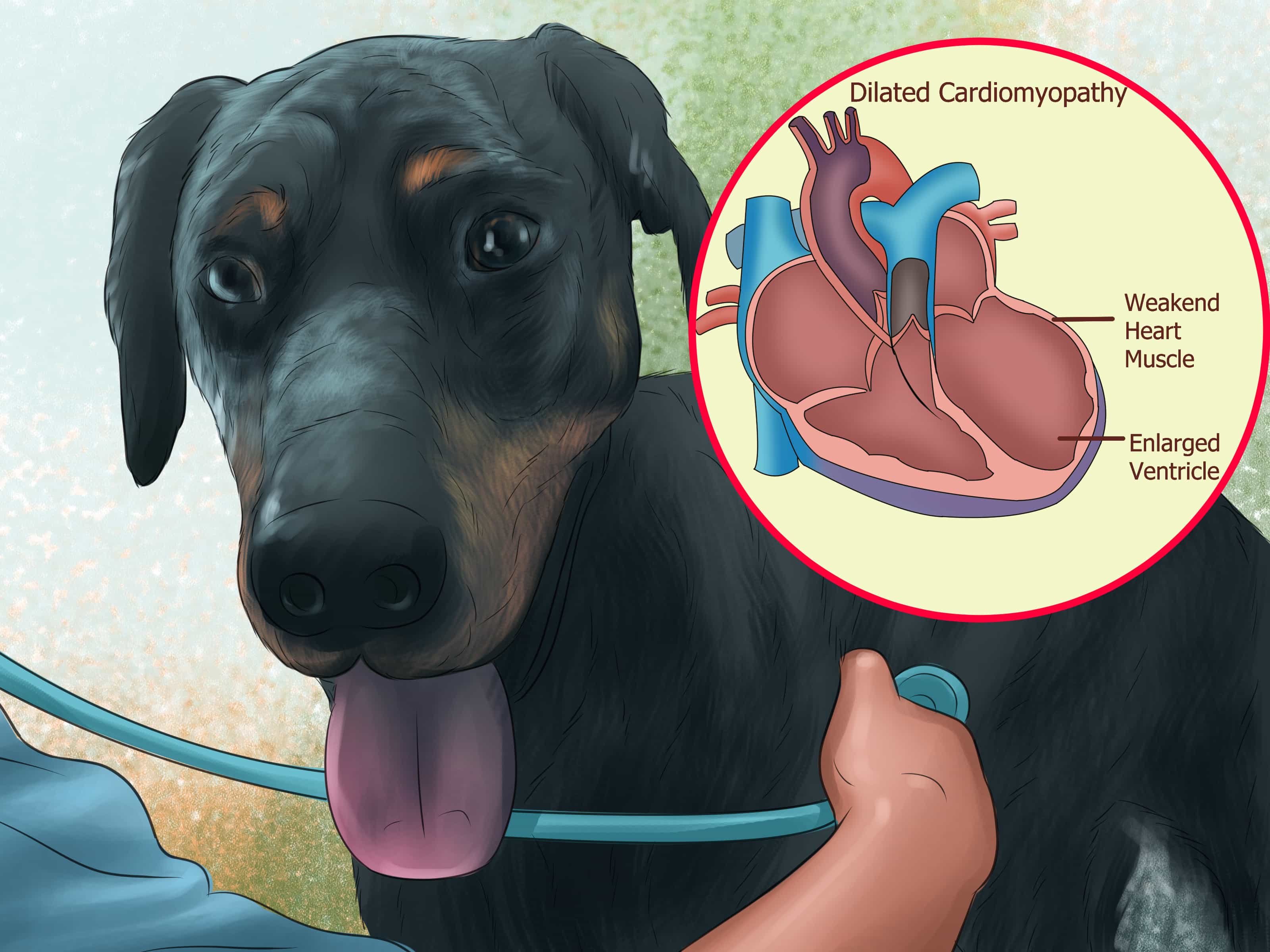 Bệnh phình tim ở chó Doberman