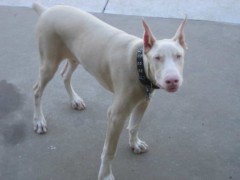 Màu lông trắng ở chó Doberman là kết quả của phối giống cận huyết