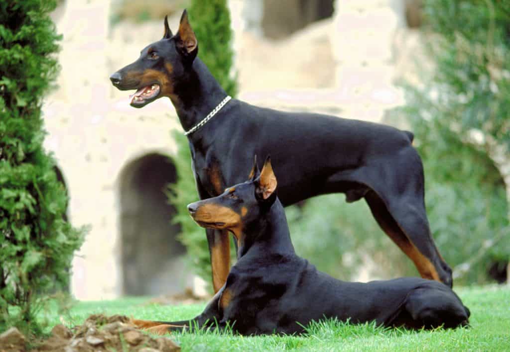 Hai chú chó Doebrman thuần chủng màu đen, một chú nằm, một chú đứng