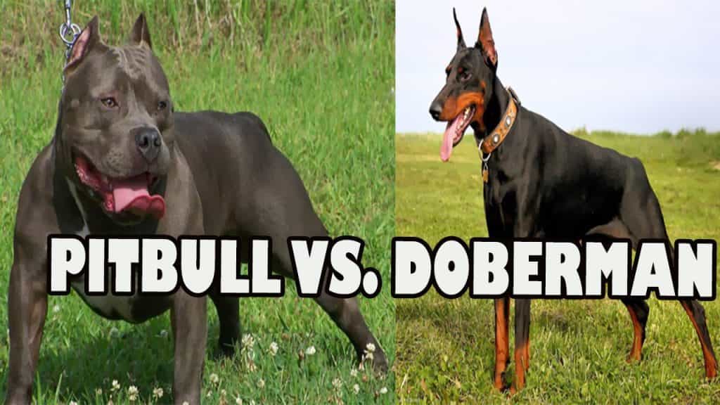 Doberman và Pitbull đều là những giống chó hung dữ