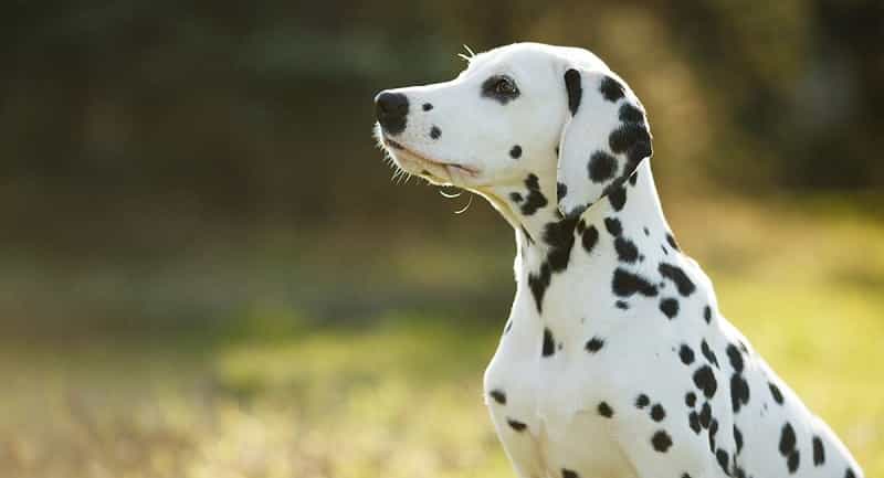 2 chú chó Dalmatian
