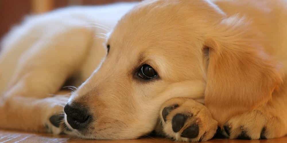 Chó Golden nằm ì một chỗ do mắc bệnh viêm phổi
