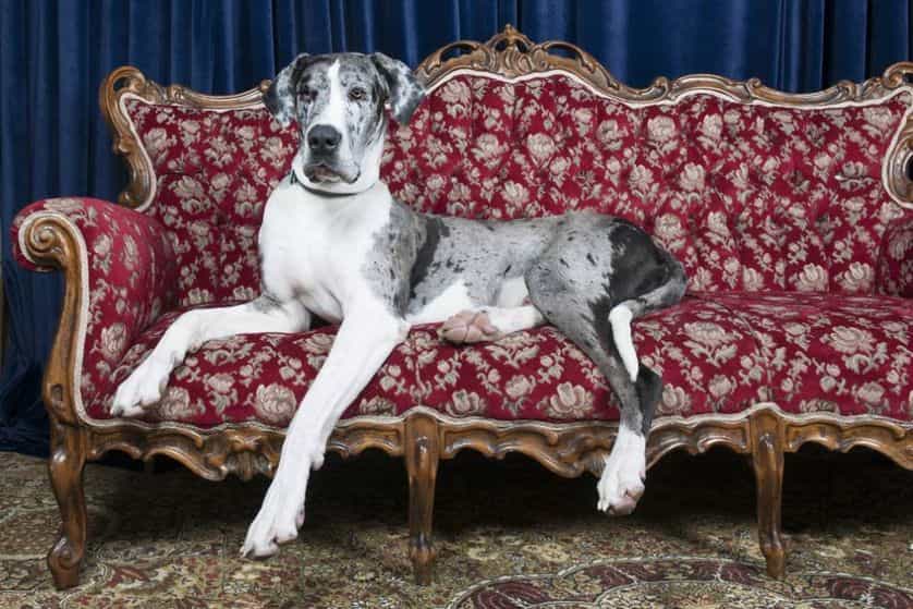 Một chú chó Great Dane ngồi trên chiếc ghế dài - Giống chó to này rất cao