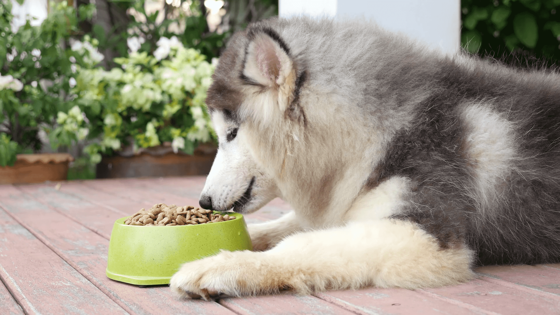 Chó Husky ăn gì?