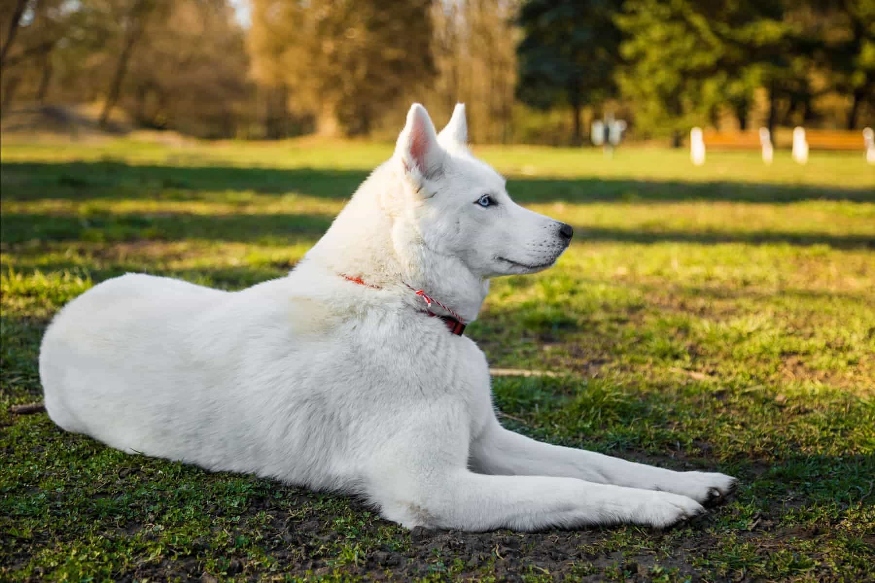 Giá chó Husky nhập khẩu từ Nga là cao nhất