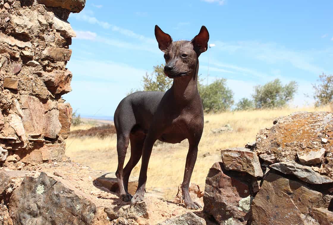 Một chú chó Chó không lông Peru đang đứng trên đá