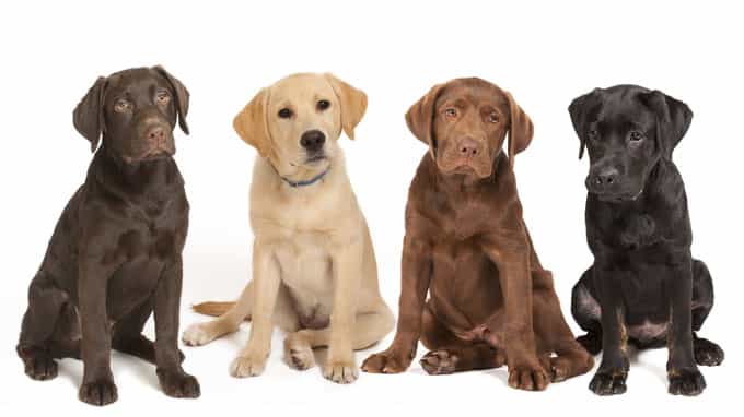 Chó Lab giá tốt tại Siêu Pet