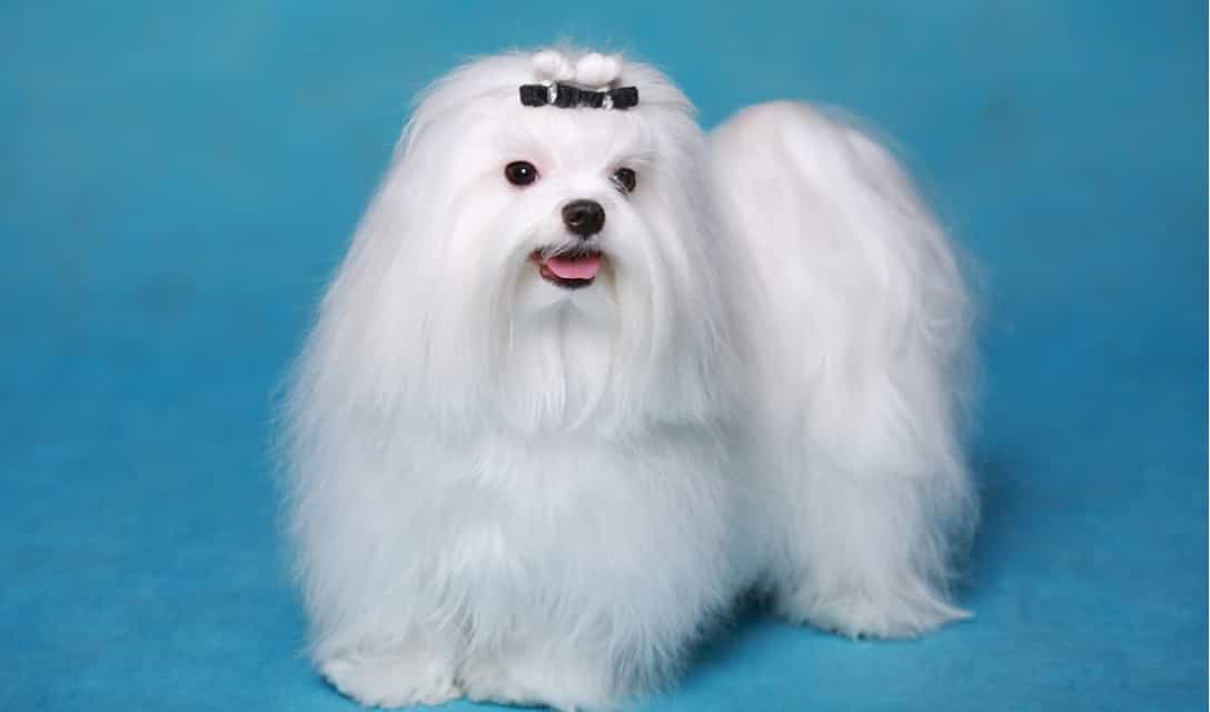 Chó Maltese lông dài