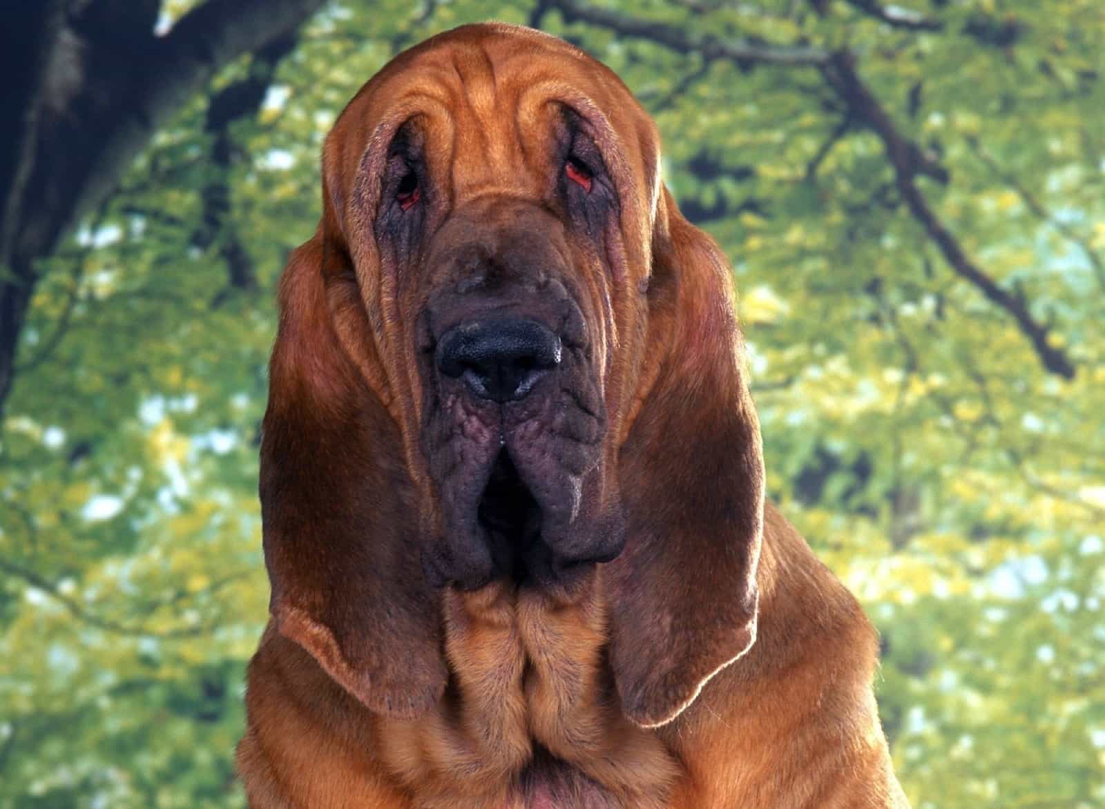 Chó da nhăn Bloodhound