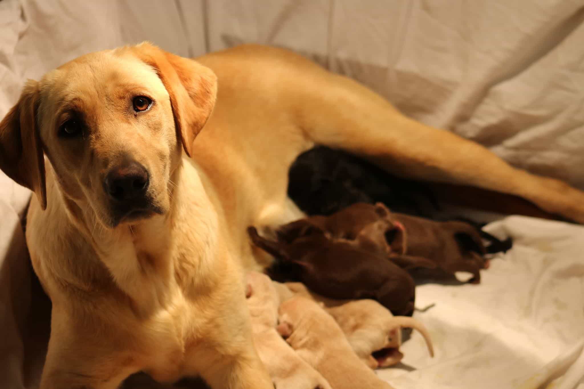Chó Labrador mẹ đang cho con bú