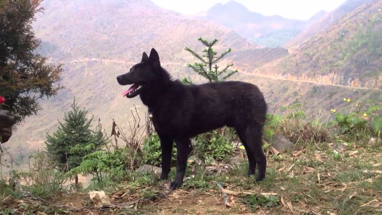 Chó mông cộc chất lượng