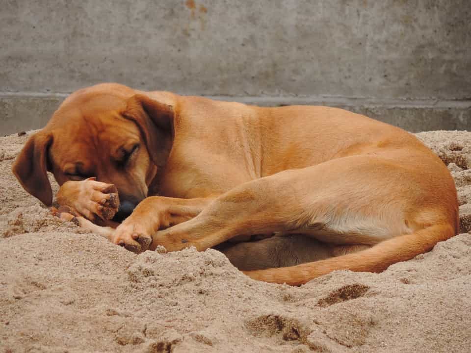 Chó ngủ trên cát lạnh