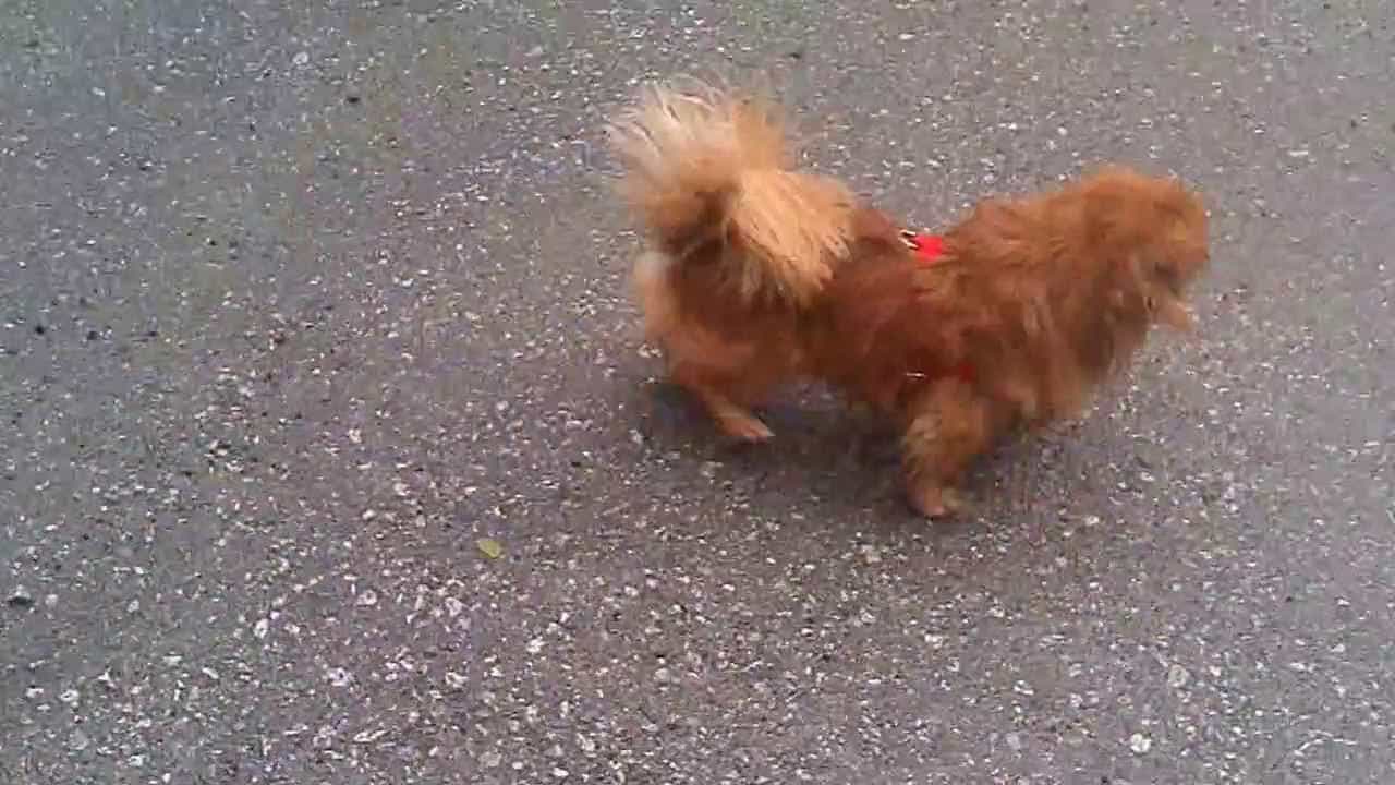 Chó Phốc Sóc lai Bắc Kinh có bộ lông khá dài