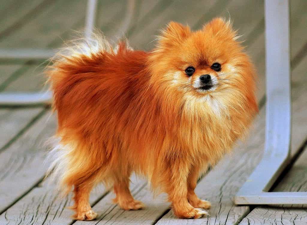 Chú chó phốc sóc cam với bộ lông siêu dài