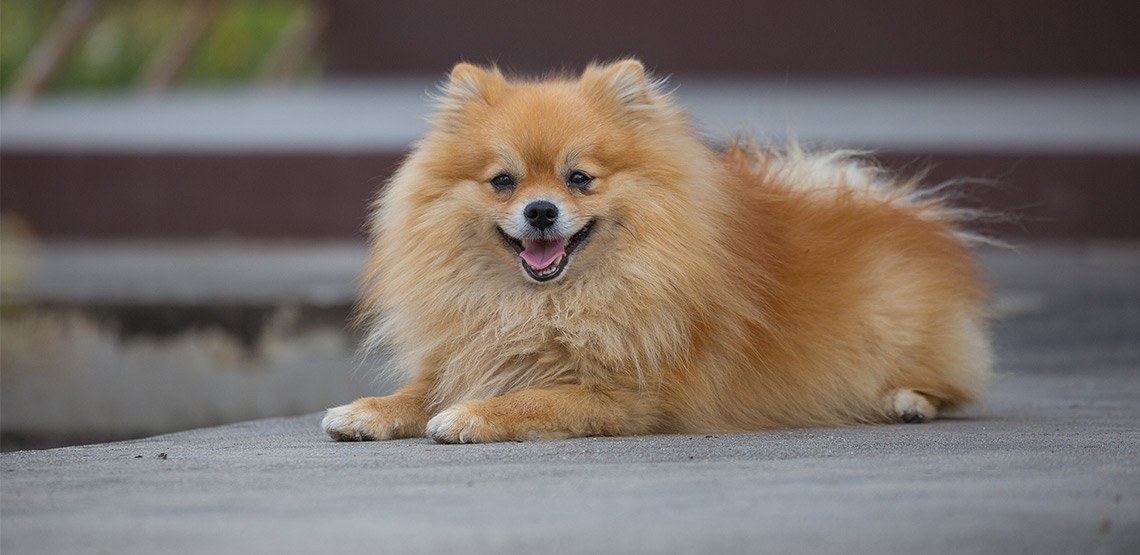 Chú chó Phốc sóc màu lông siêu đẹp với khuôn mặt cười dễ thương