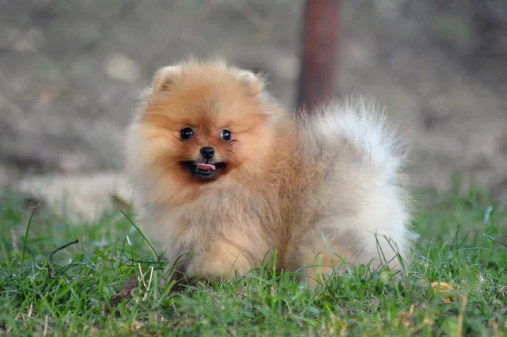 Chú chó phốc sóc nhỏ bé đáng yêu đang đứng trên nền cỏ xanh