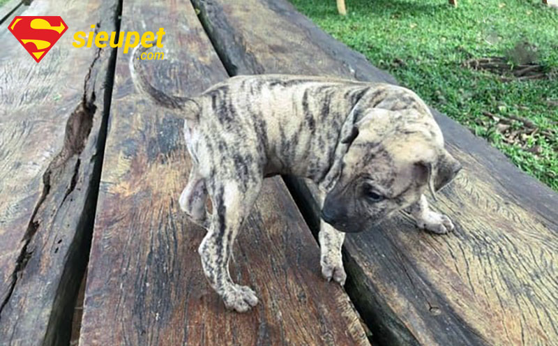Chó Phú Quốc con 2 tháng tuổi đang ngồi
