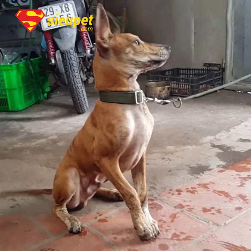 chó phú quốc 6 tháng tuổi trong giai đoạn thay răng