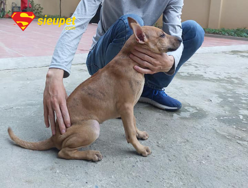 chó phú quốc 6 tháng tuổi năng động và thông minh