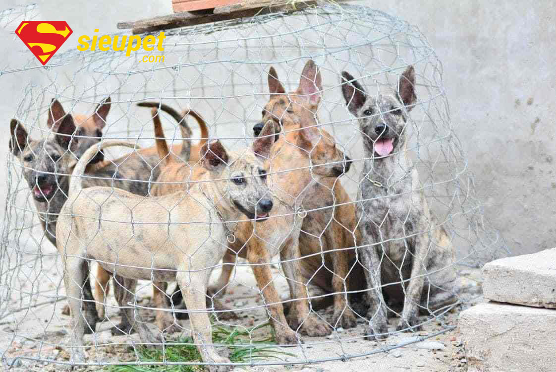 giá bán chó phú quốc 6 tháng tuổi phụ thuộc nhiều yếu tố
