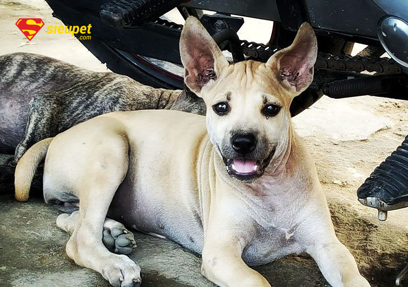 so sánh chó phú quốc 6 tháng tuổi và chó trưởng thành