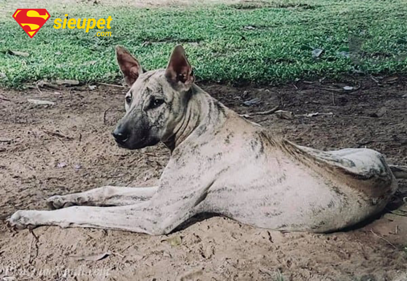 Chó Phú Quốc Bạch Hổ oai vệ