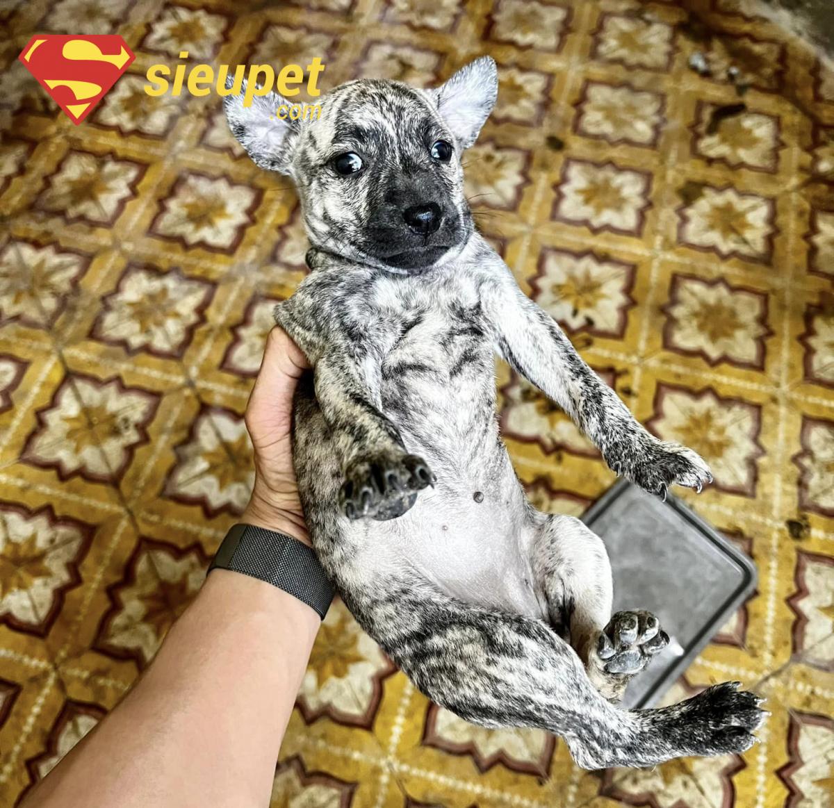 Chó Phú Quốc Bạch Hổ con