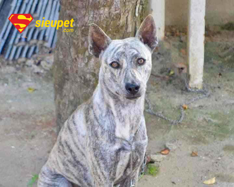 Ngoại hình chuẩn của Chó Phú Quốc Bạch Hổ