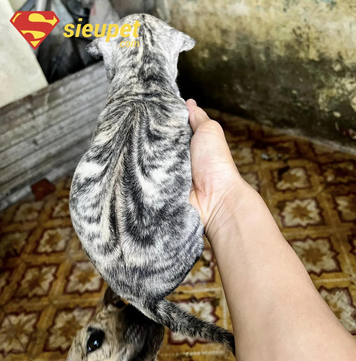 Chăm sóc Chó Phú Quốc Bạch Hổ