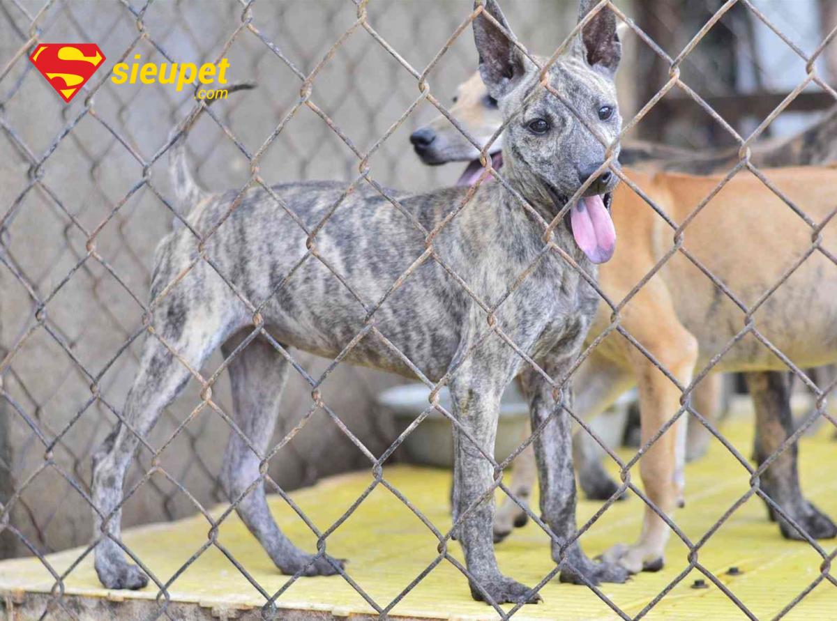 Giải đáp thắc mắc về Chó Phú Quốc Bạch Hổ