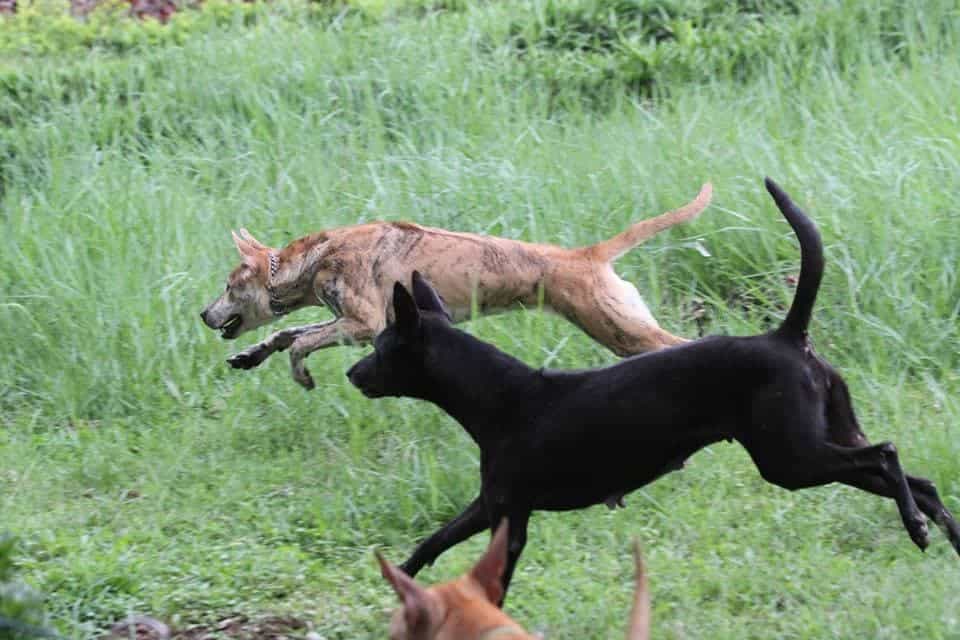 Chó Phú Quốc chạy đua