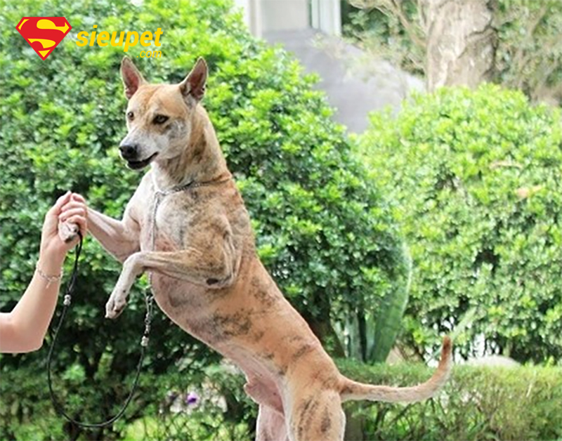 Hướng dẫn chọn mua Chó Phú Quốc Đắt Nhất Thế Giới thuần chủng