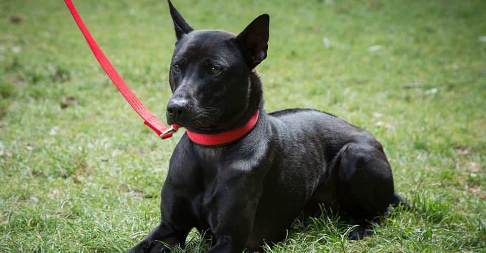 Chú chó Phú Quốc với màu lông đen tuyền