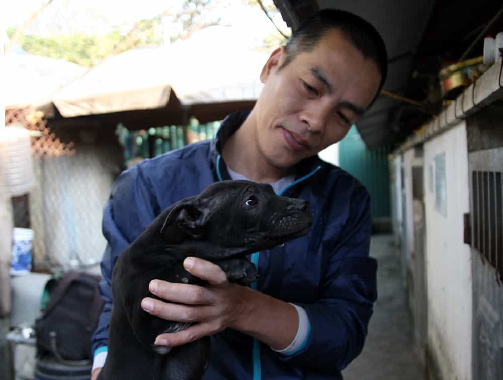 Tìm Hiểu Về Chó Phú Quốc Thông Qua 23+ Hình Ảnh Đáng Yêu | Siêu Pet