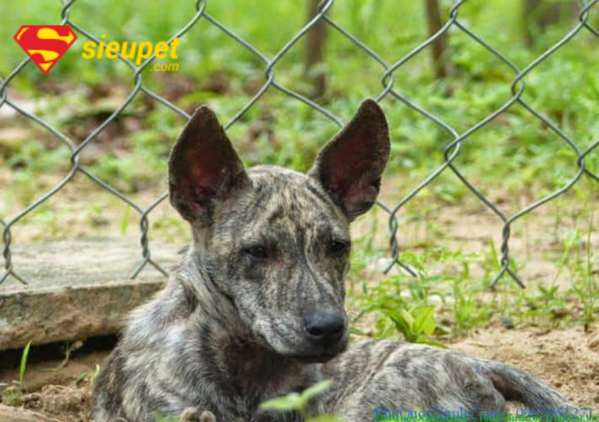 địa chỉ mua chó phú quốc giá rẻ uy tín