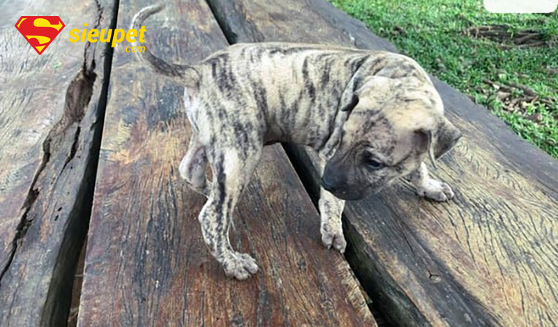 Chó Phú Quốc Không Lên Tai với đôi tai đạt chuẩn