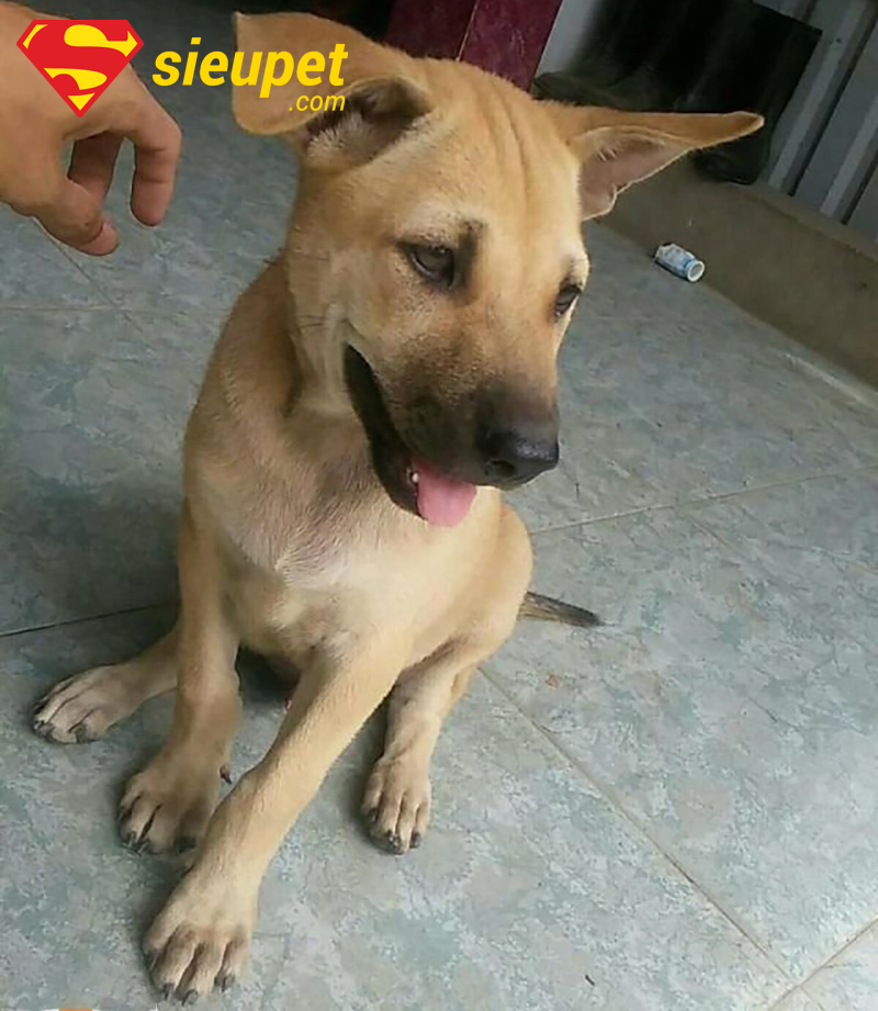 Giai đoạn Chó Phú Quốc Không Lên Tai